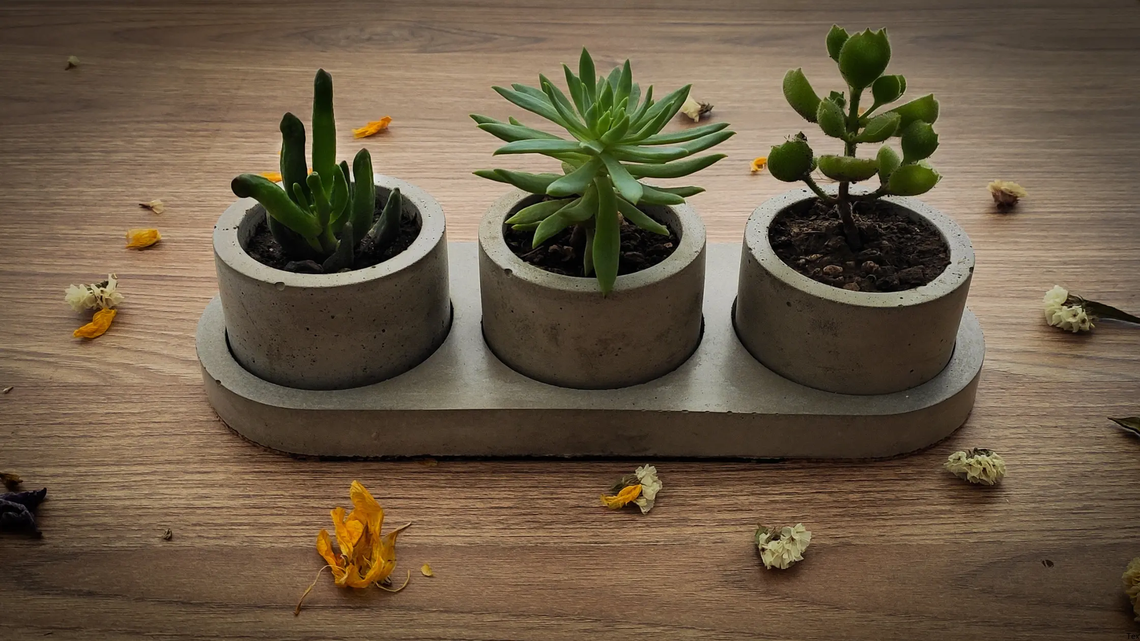 7 Suculentas Mais Fáceis de Cuidar