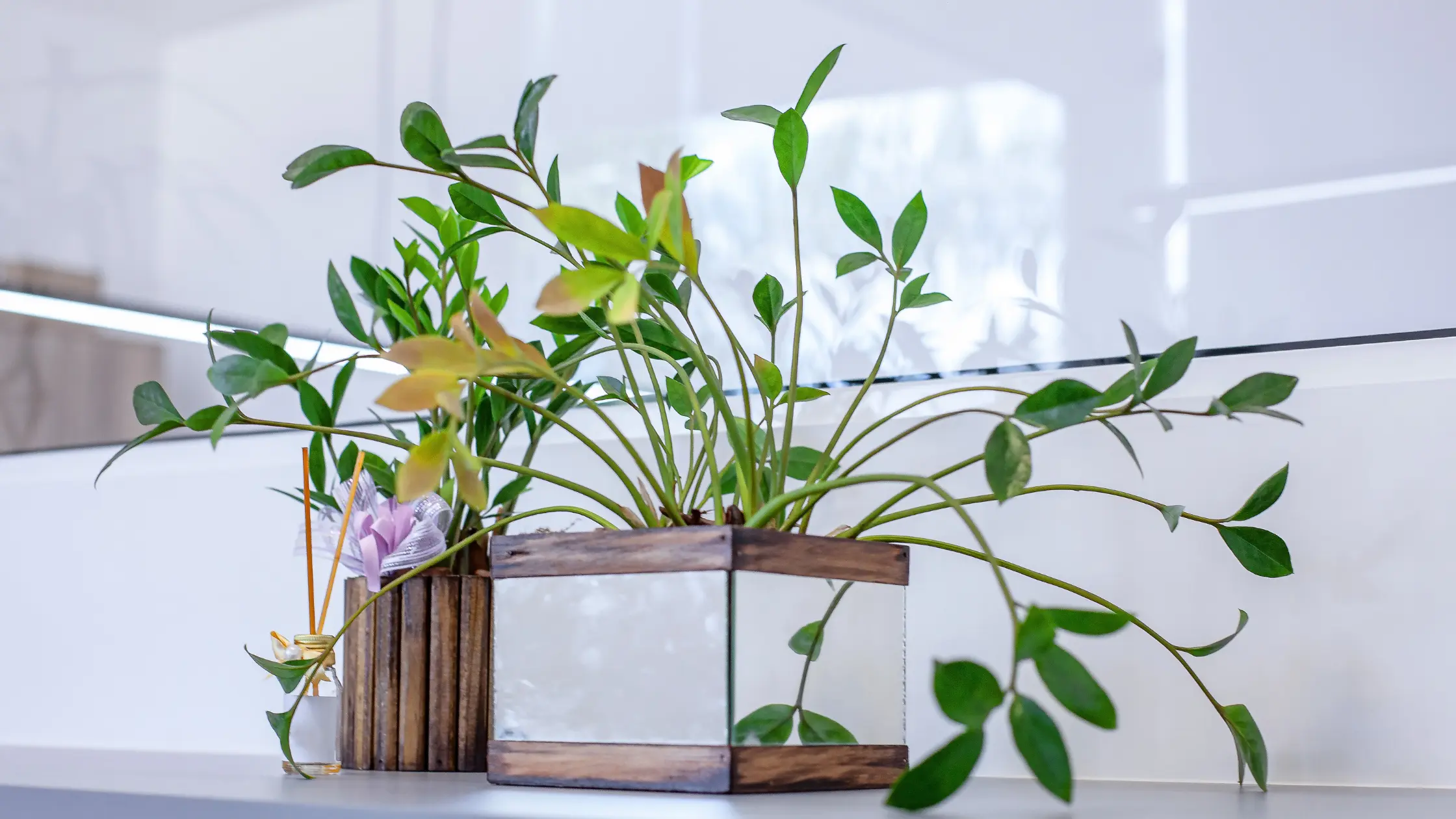 As Melhores Plantas Ornamentais para Escritórios Beleza e Bem-Estar no Trabalho
