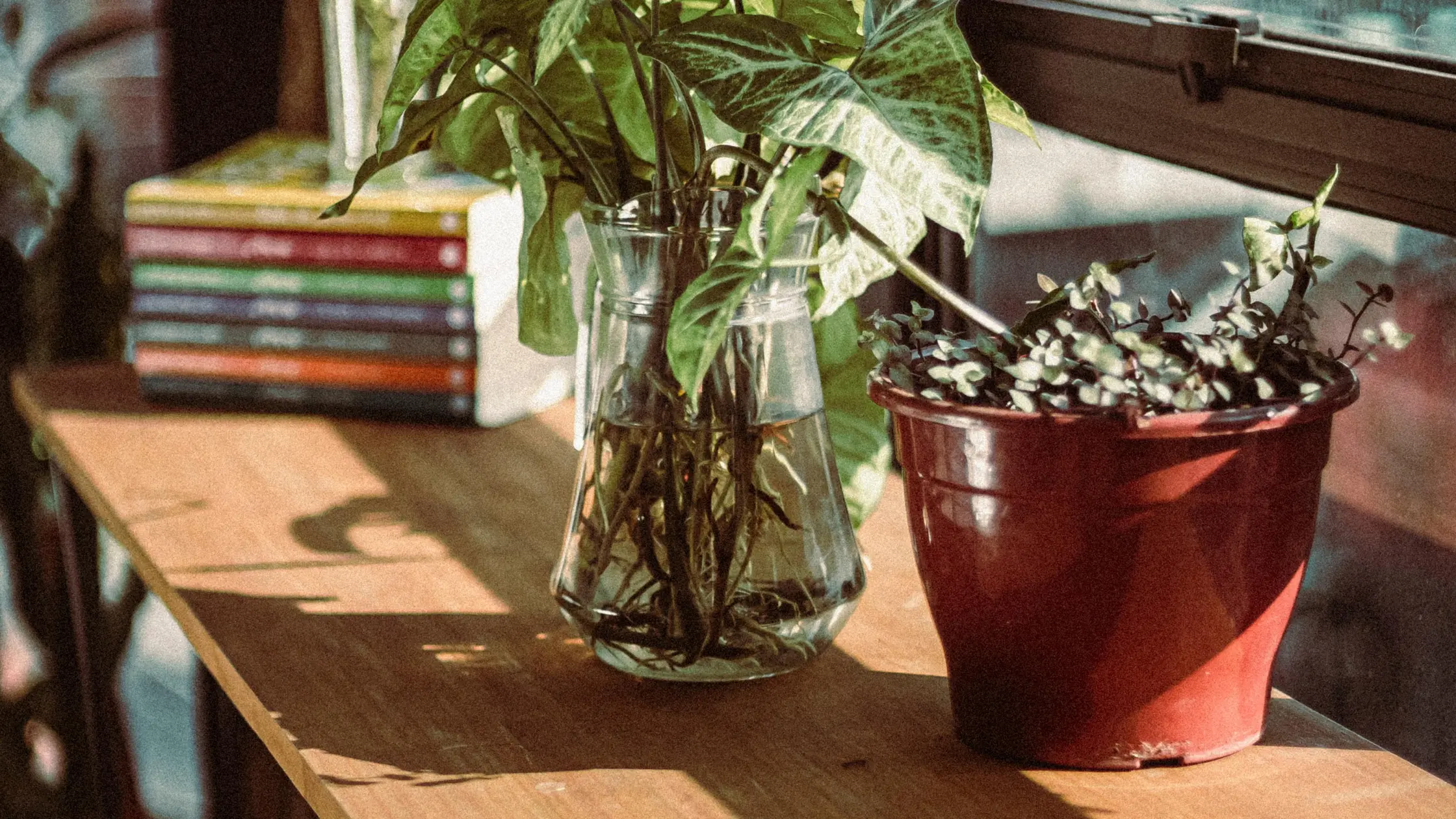 Como Escolher o Vaso Ideal para Cada Tipo de Planta Ornamental: Dicas e Inspirações